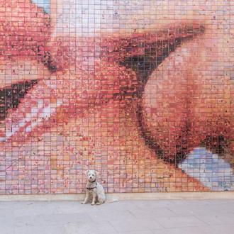 Tu perro te quiere (ayudar): la empatía y la conducta …