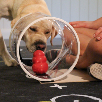 La inteligencia social de los perros es muy similar a …