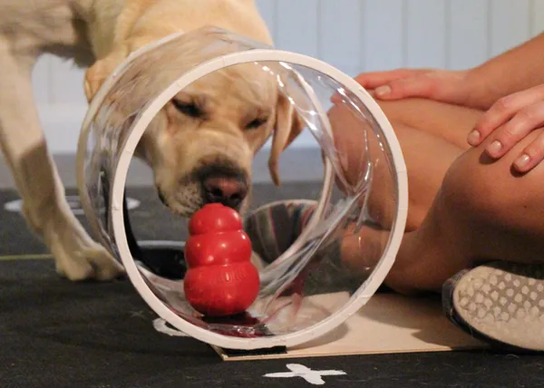 La inteligencia social de los perros es muy similar a la de los niños pequeños