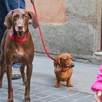 Choca y Micaela, dos SrasPerras con mucha clase