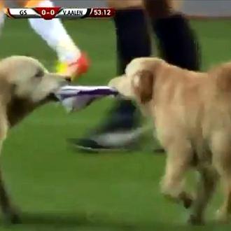 El fútbol y los perros, una relación... ¿complicada?, ¿imposible?