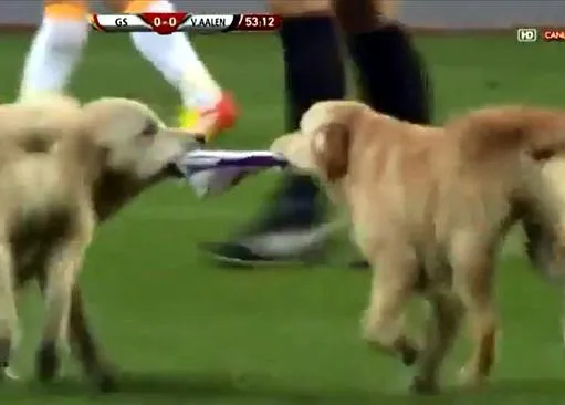 El fútbol y los perros, una relación... ¿complicada?, ¿imposible?