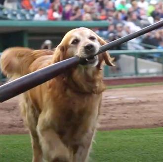 ¿De profesión? Asistente perruno de equipos de beisbol