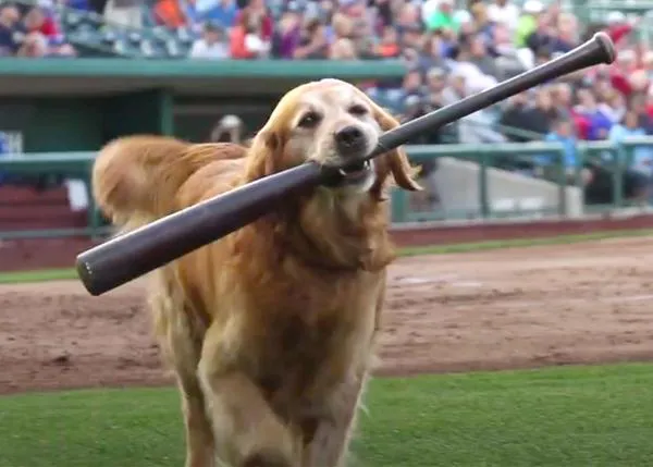 ¿De profesión? Asistente perruno de equipos de beisbol