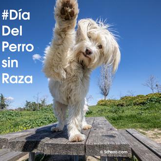 Feliz #DíadelPerroSinRaza: una iniciativa nacida en España que se celebra …