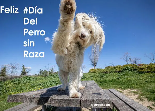 Feliz #DíadelPerroSinRaza: una iniciativa nacida en España que se celebra ya en todo el mundo