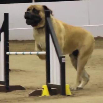 Lunes, prueba superada, versión Mastín en una competición de agility