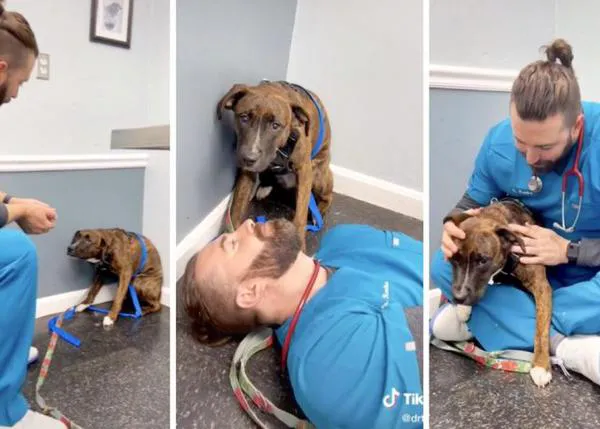 El veterinario que se está haciendo famoso por cómo atiende a los perros con miedo o estrés
