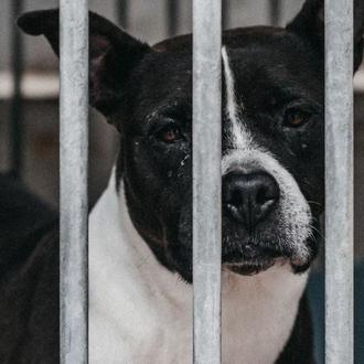 Un compuesto análogo al LSD mejora considerablemente el bienestar emocional …