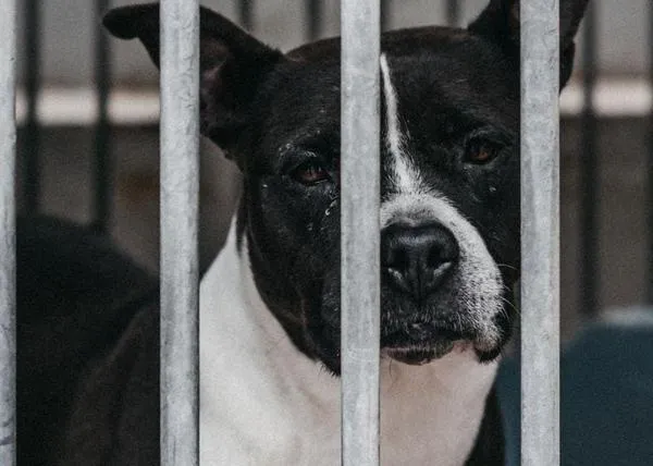 Un compuesto análogo al LSD mejora considerablemente el bienestar emocional de los perros en el Albergue Bañaderos, en Gran Canaria