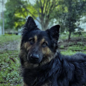 Tyson, el perro ladronzuelo que ha sido desenmascarado el chat …