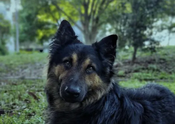 Tyson, el perro ladronzuelo que ha sido desenmascarado el chat de WhatsApp de los vecinos