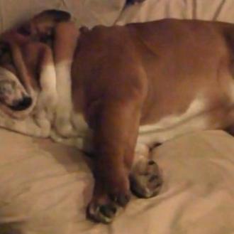 Clase de anti-stress con Teddy, el Bulldog Inglés
