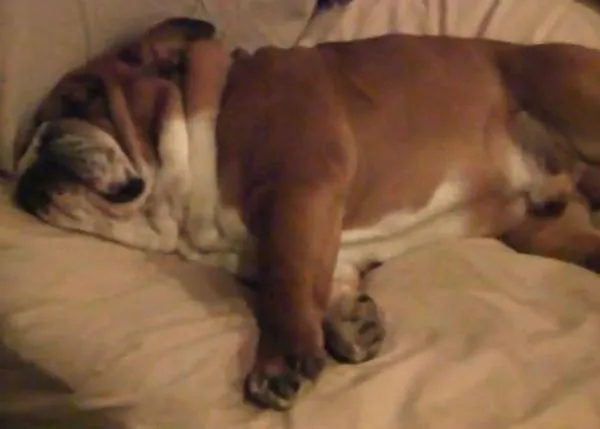 Clase de anti-stress con Teddy, el Bulldog Inglés