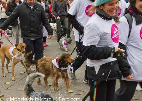 SanPerrestre 2013: la carrera solidaria recorrerá el centro de Madrid el día 30