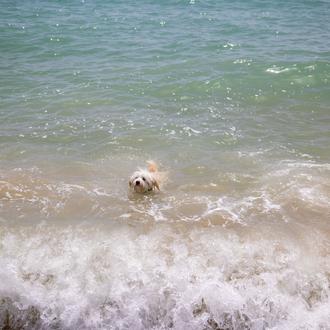 Los perros vuelven a la playa en Gijón, Coruña, Barcelona …