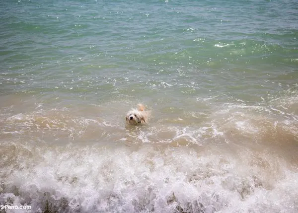 Los perros vuelven a la playa en Gijón, Coruña, Barcelona, Chiclana y muchas ciudades más... pero no en Cádiz