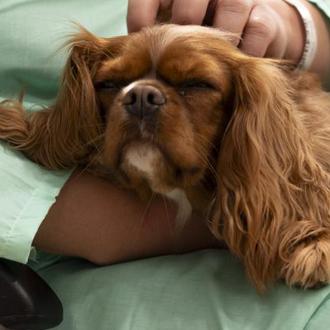 Perros de terapia asistida apoyan los tratamientos de salud mental …