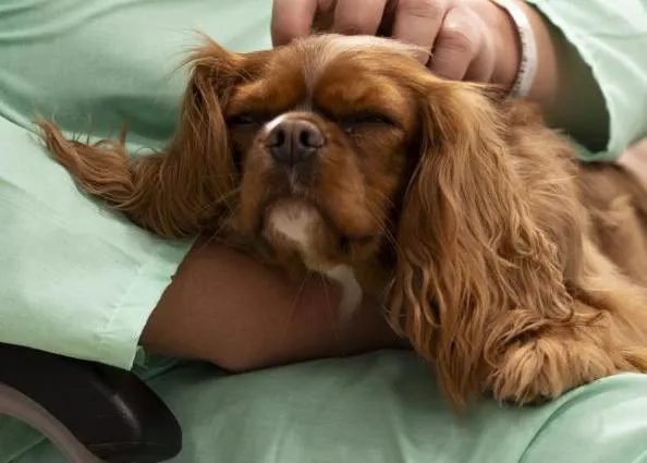 Perros de terapia asistida apoyan los tratamientos de salud mental en el Hospital de Bellvitge