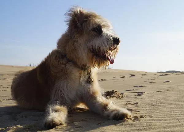 Hasta dos años de cárcel en Portugal para quien mate a un animal de compañía 