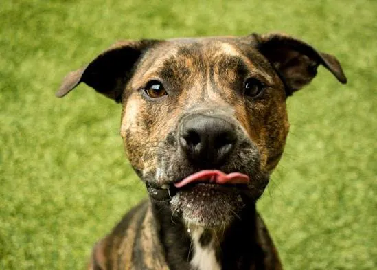 Un hombre se reúne, un año después, con el perro al que tuvo que dejar en una protectora