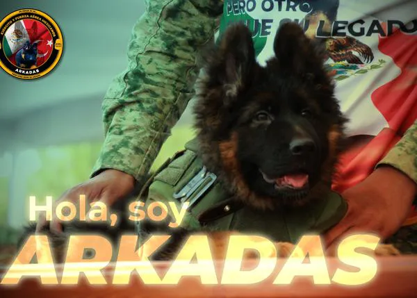 Arkadas, el cachorrote que Turquía regala a México en honor a la memoria del perro rescatista muerto, Proteo