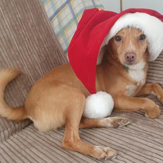 Una pesadilla navideña: el relato de una viajera de un …