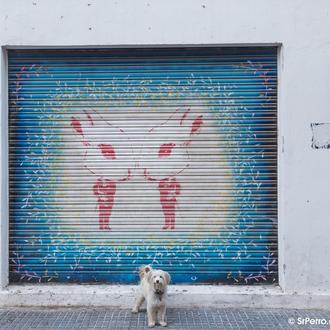 Timos, freno a posibles adopciones y multas: los muchos usos …