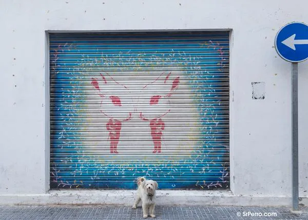 Timos, freno a posibles adopciones y multas: los muchos usos de un análisis de ADN canino