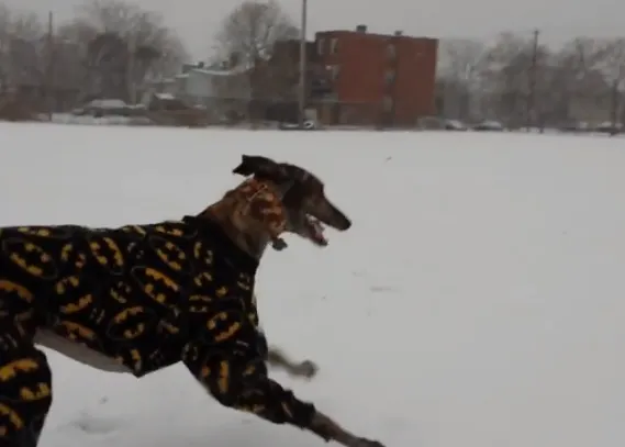 Las felicidades contagiosas de Mosley, un galgo con mucho estilo