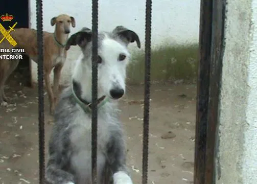 100 perros, muchos galgos y podencos, rescatados de una perrera ilegal en Parla