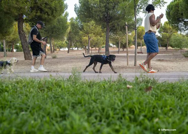 Del Ártico a los trópicos, cómo miles de años de convivencia con los humanos transformaron a los perros