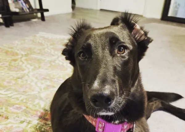 La orejuda sorpresa tras adoptar a una presunta mestiza de Golden Retriever