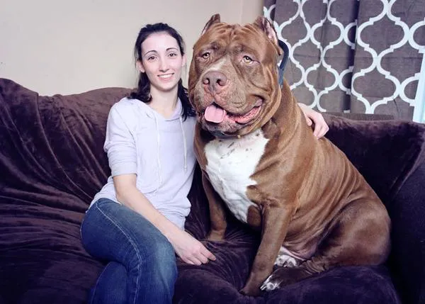 Crían a un Pit Bull de casi 80 kg, el Pit Bull más grande del mundo