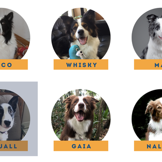 Genius Dog Challenge: 6 perros, uno de ellos español, compiten …