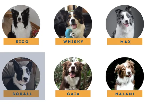 Genius Dog Challenge: 6 perros, uno de ellos español, compiten por demostrar cuál es el más listo del mundo