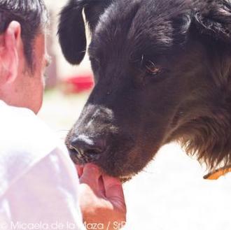 SrPerro recomienda: Seminario Agresividad Canina 