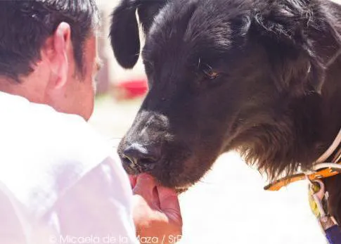 SrPerro recomienda: Seminario Agresividad Canina 