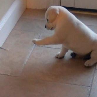 Medicina perruna para los lunes: un cachorrito de labrador jugando