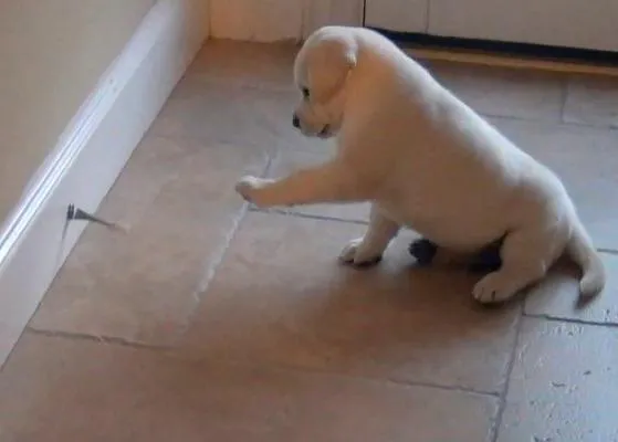 Medicina perruna para los lunes: un cachorrito de labrador jugando