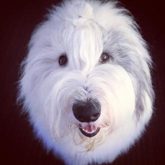 Imprescindibles y adorables lecciones de sentados caninos con Rocco, el …