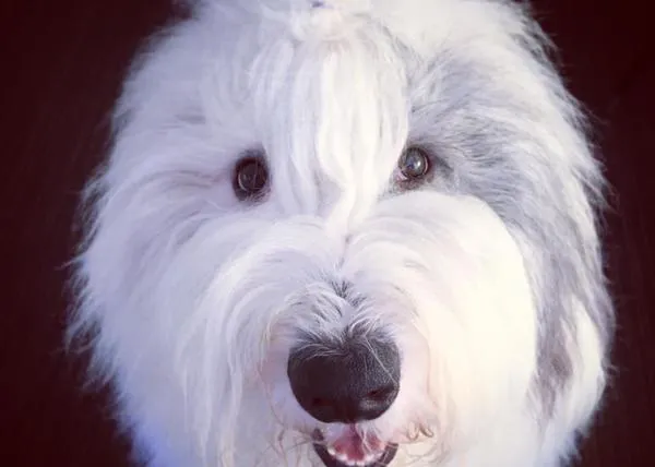 Imprescindibles y adorables lecciones de sentados caninos con Rocco, el zampable perro torpón