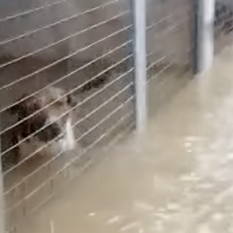 La perrera de Los Barrios de nuevo inundada: las instalaciones …