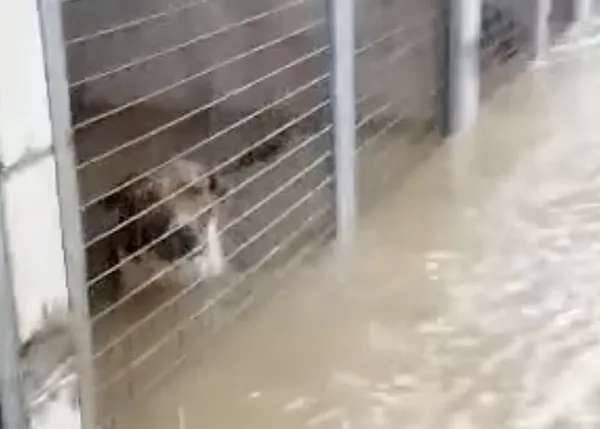 La perrera de Los Barrios de nuevo inundada: las instalaciones, el pienso, las mantas, los medicamentos... todo destrozado