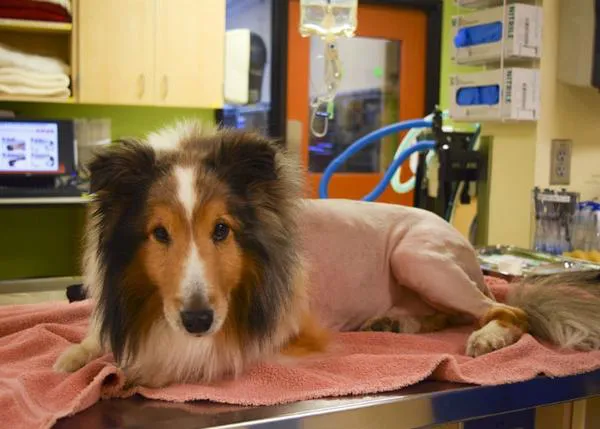 Una historia de terror para perros: casi sacrifican a un can por culpa de una garrapata