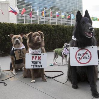 Los perros se manifiestan ante la ONU para pedir el …