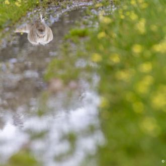 Día Mundial de Concienciación sobre los Parásitos: al proteger a …