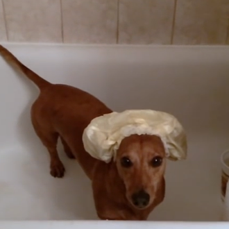 Los canes se suman al reto del cubo de hielo …