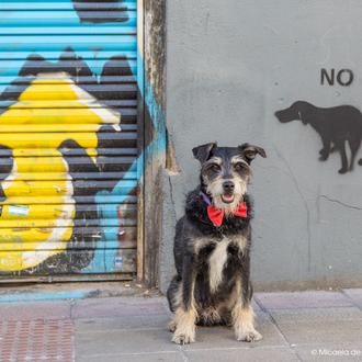 ¿Cómo son las cacas de tu perro? Pistas para saber …