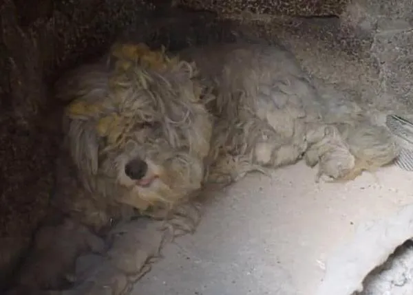 La feliz y triste historia de Loukoumakis, el perro que ha sobrevivido a los incendios en Grecia escondido en un horno